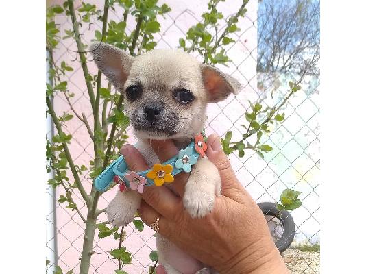 κουτάβια chihuahua